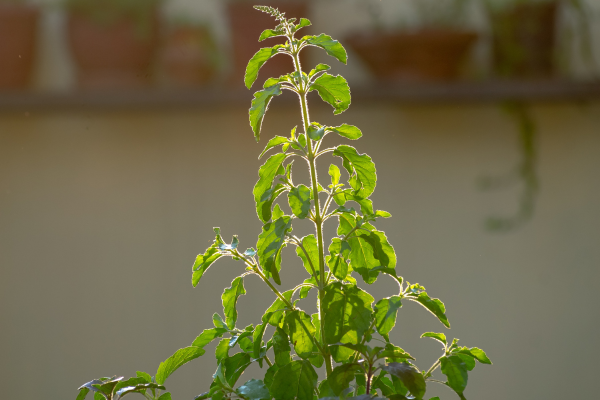 Tulsi: A Sacred Remedy in Ayurveda