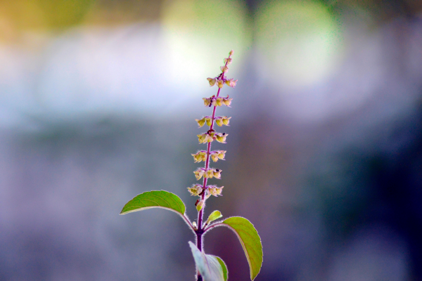 The Healing Powers of Tulsi in Ayurveda