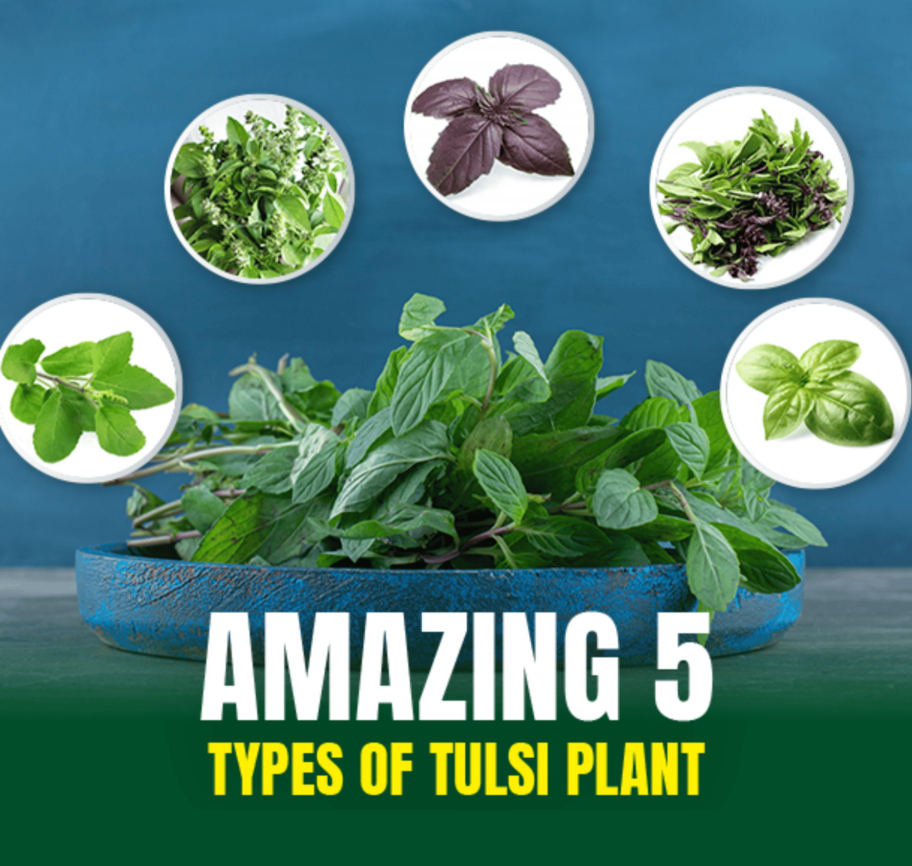 5 types of tulsi