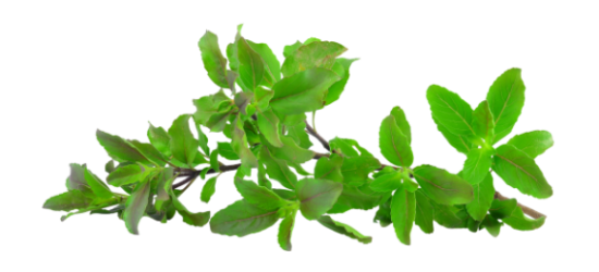 तुलसी (Holy Basil) तुलसी (Holy Basil)