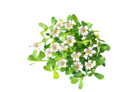 ब्राह्मी (Brahmi) ब्राह्मी (Brahmi)